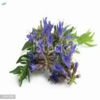 Hyssop