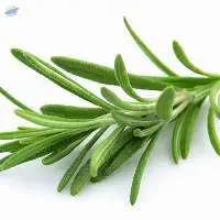 Rosemary