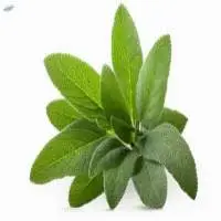 Sage