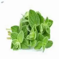 Oregano