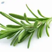 Rosemary