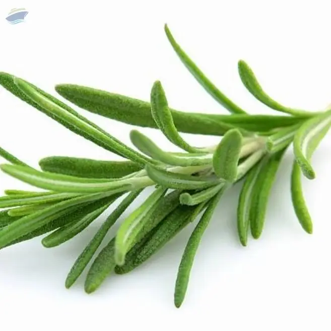 Rosemary