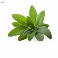 Sage