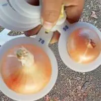 Onion- Egyptian-emirati