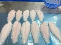 Basa Fish (Pangasius bocourti)