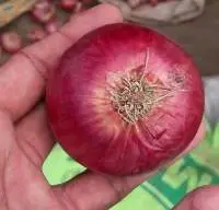 Onions