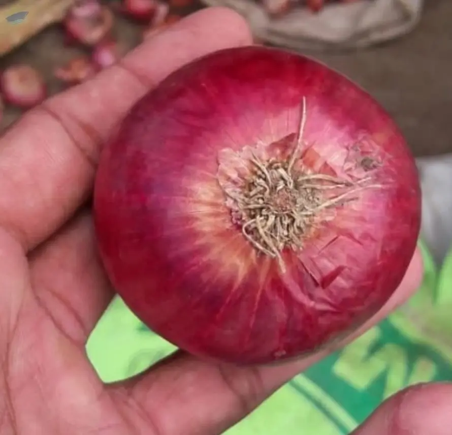 Onions
