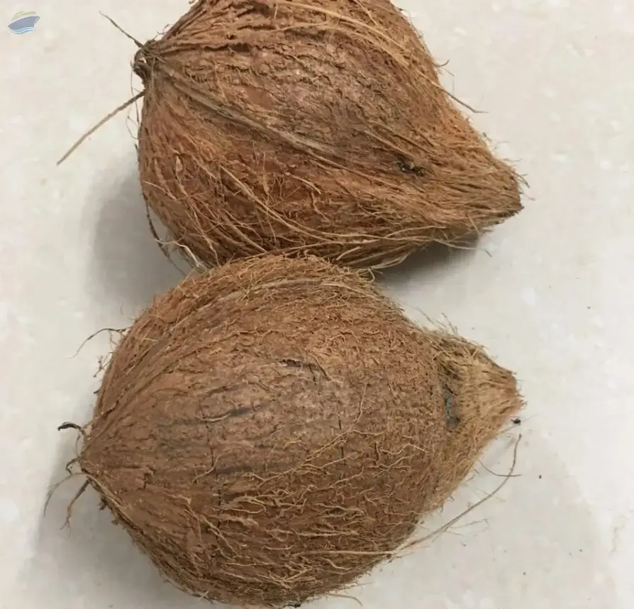 Coconut