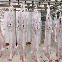 Mutton