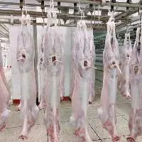 Mutton