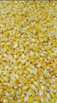 IQF Sweet Corn