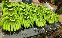 Cavendish Bananas