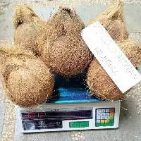 Semi Husked Coconut