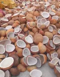 Copra