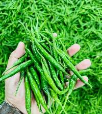 G4 Green Chilliy