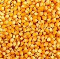 Corn And Maize