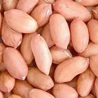 Groundnut