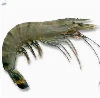 Prawn