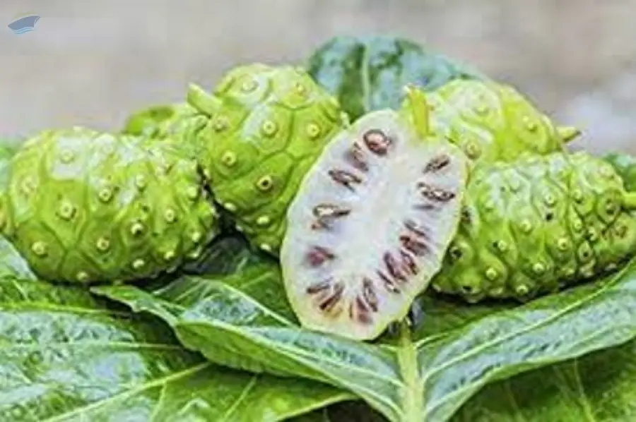 Noni
