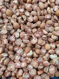 Betel Nut Split Grade: 95-100% 