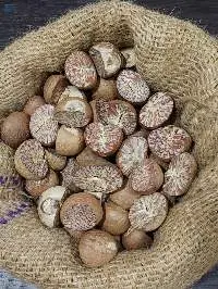 Betel Nut Blade Cut Grade: 95-100% 