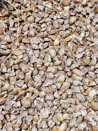 Betel Nut Diamond Cut  Grade: 95-100% |