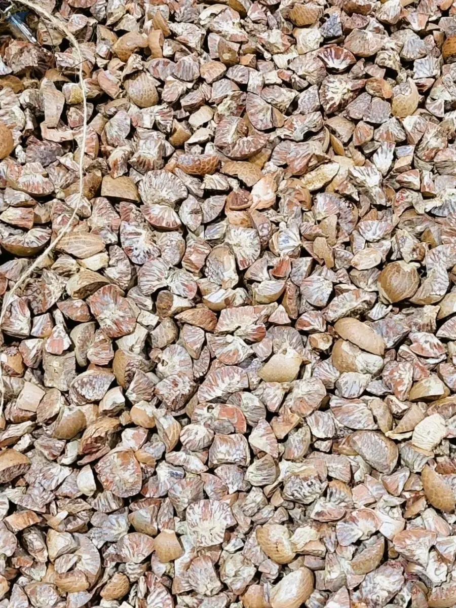 Betel Nut Diamond Cut  Grade: 95-100% |