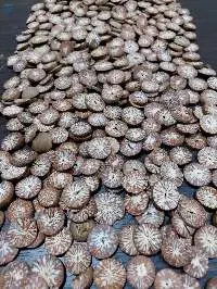 Betel Nut Fine Sliced Chips Grade: 95-100% 