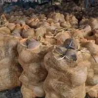 Semi Husk Coconut