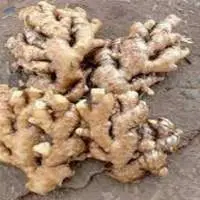 Ginger