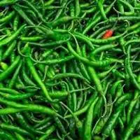 Indian Green Chili