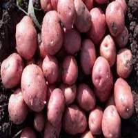 Lady Rosetta Potato