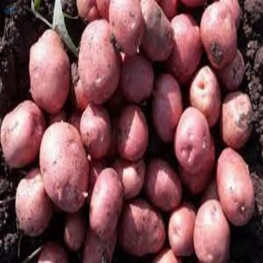 Lady Rosetta Potato