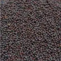 Black Mustard Seed