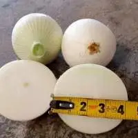 White Onions