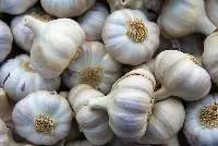 Fresh Garlic