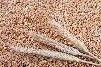 Wheat