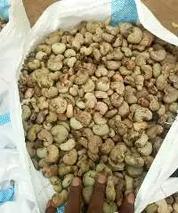 Raw Cashew Kernel