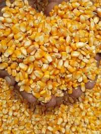Yellow Corn