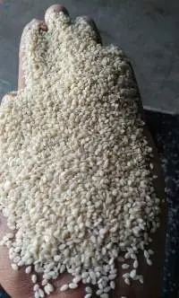 Sesame Seeds