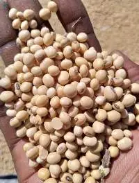 Soybean