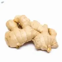 Ginger
