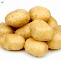 Potato