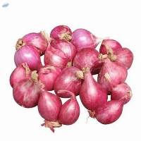 Purple Onion
