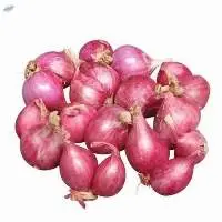 Purple Onion