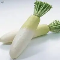White Raddish