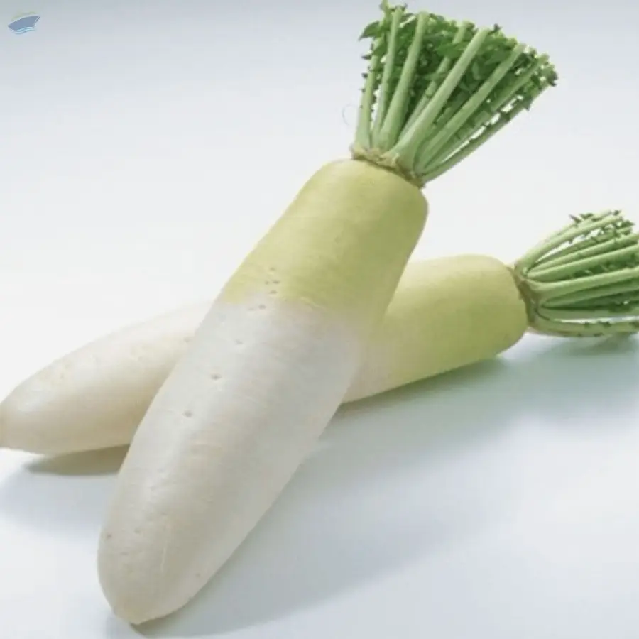White Raddish