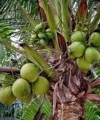 Fresh Green Coconut