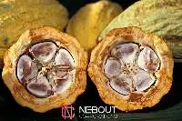 Cocoa