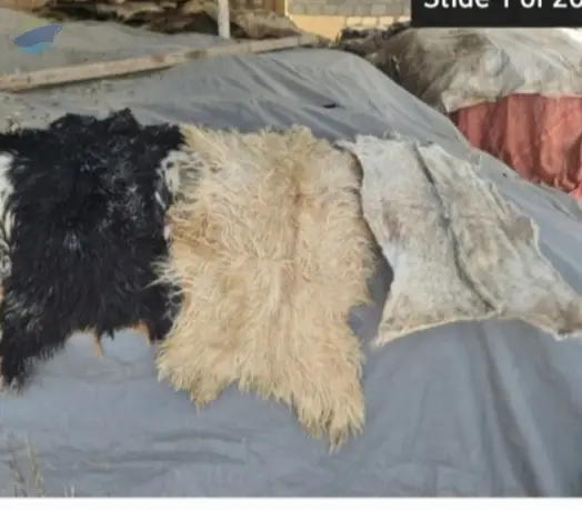 Dry Salted Goat Skin